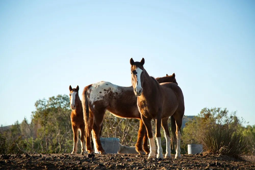 americal-qurter-horse