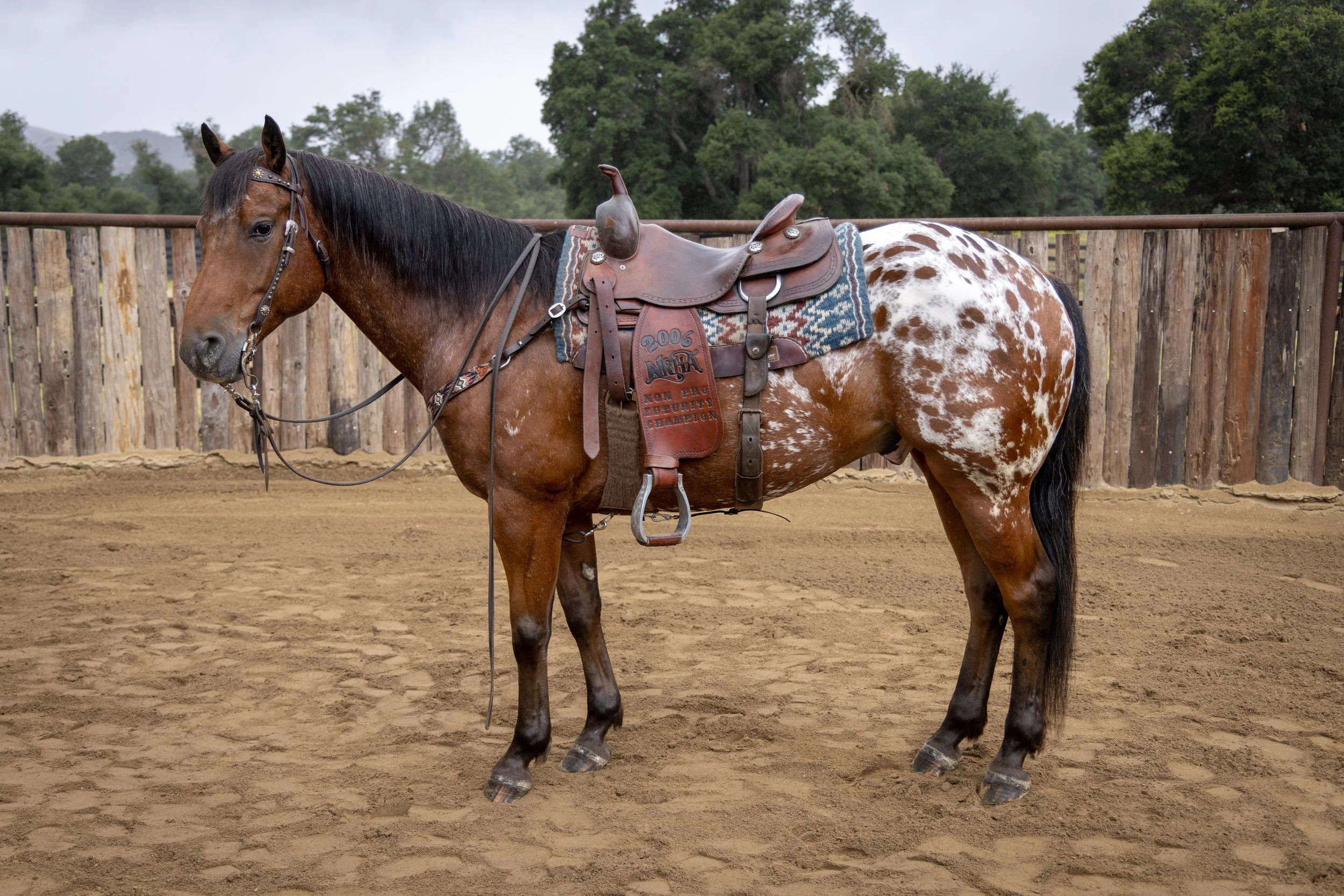 Apache+saddle+left+LQ